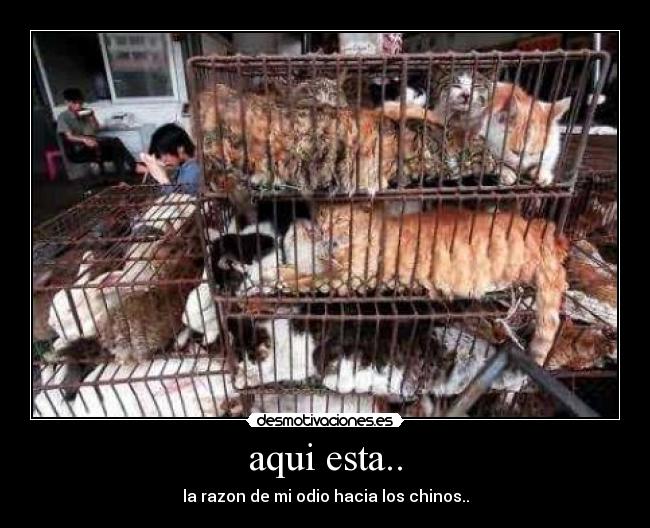 aqui esta.. - la razon de mi odio hacia los chinos..