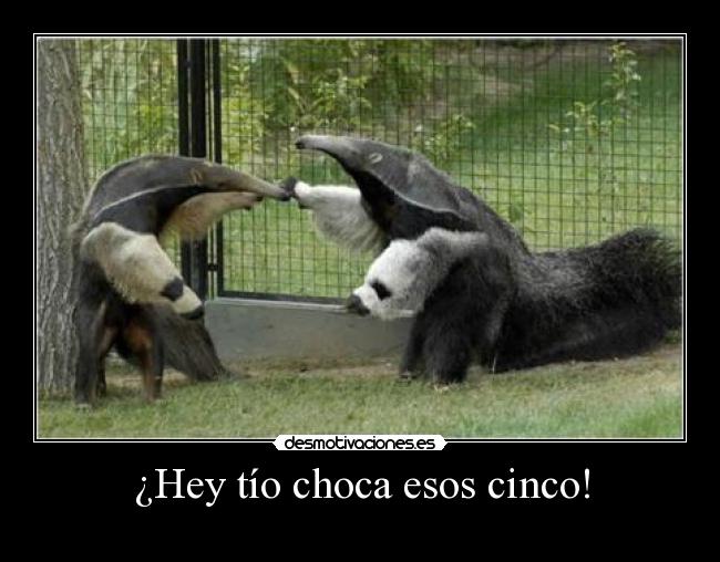 ¿Hey tío choca esos cinco! -