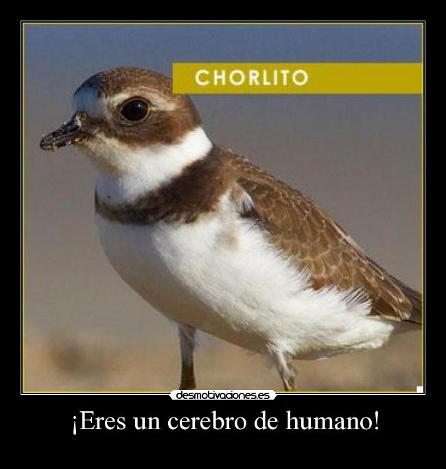 ¡Eres un cerebro de humano! -