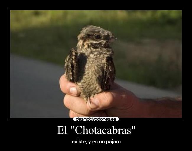 El Chotacabras - existe, y es un pájaro