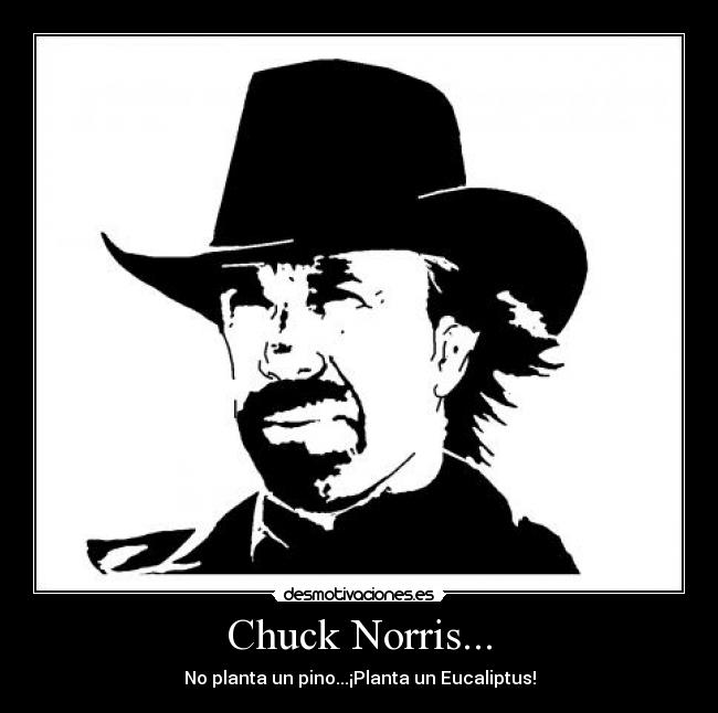 Chuck Norris... - No planta un pino...¡Planta un Eucaliptus!