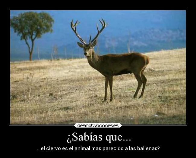 ¿Sabías que... -