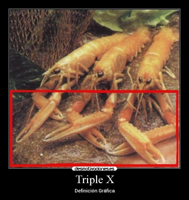 Triple X - Definición Gráfica