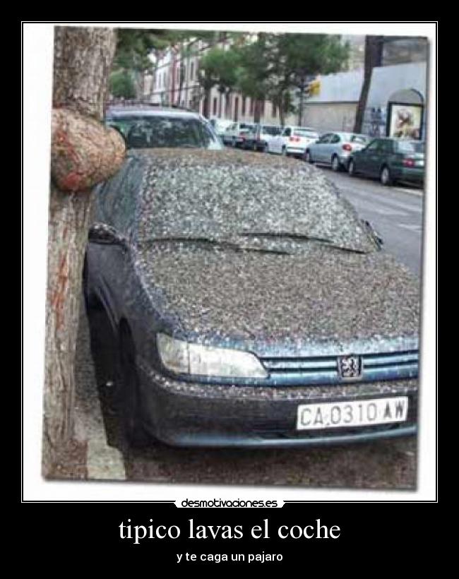 tipico lavas el coche - y te caga un pajaro