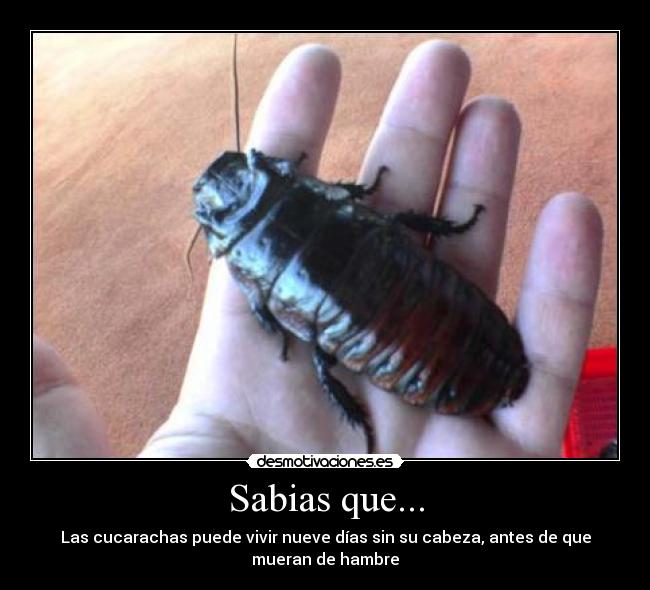 Sabias que... - 