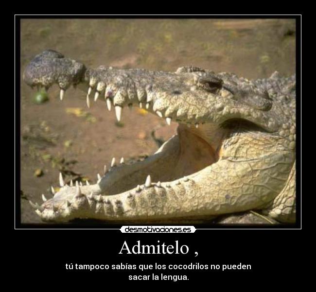 carteles cocodrilos lol wtf xd desmotivacioneses desmotivaciones