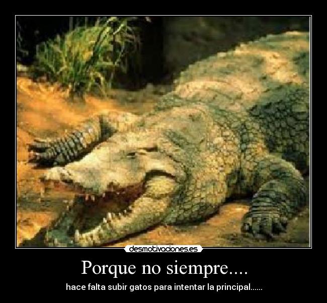 Porque no siempre.... - hace falta subir gatos para intentar la principal......