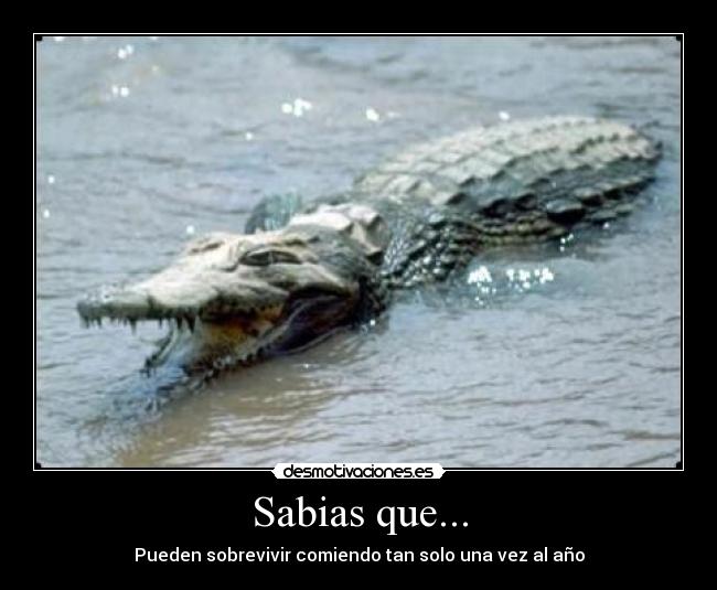 Sabias que... - 