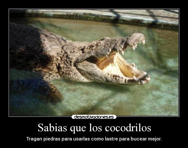 Sabias que los cocodrilos - Tragan piedras para usarlas como lastre para bucear mejor.