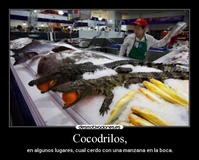 Cocodrilos, - en algunos lugares, cual cerdo con una manzana en la boca.