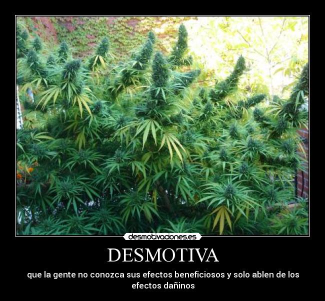 DESMOTIVA - que la gente no conozca sus efectos beneficiosos y solo ablen de los efectos dañinos