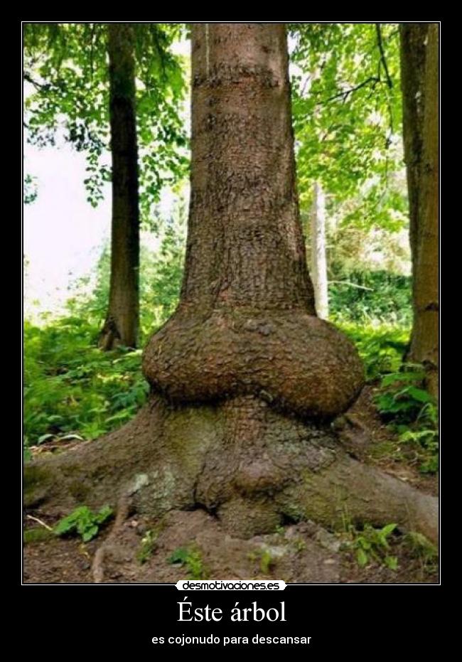 Éste árbol - es cojonudo para descansar