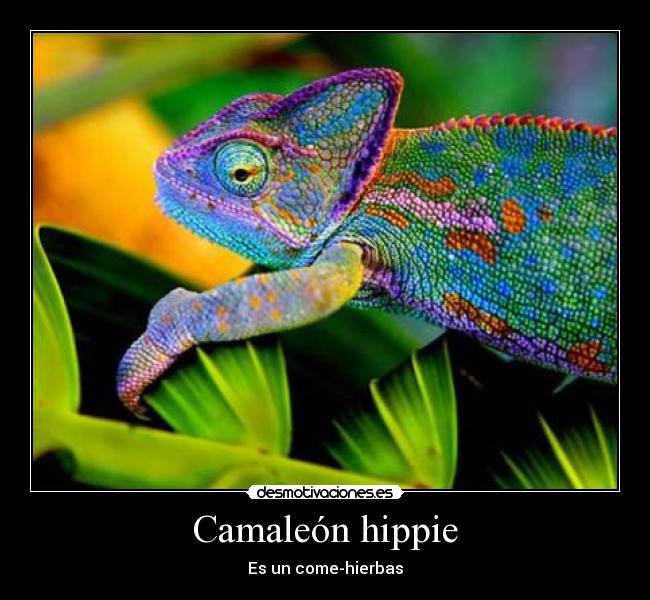 Camaleón hippie - Es un come-hierbas