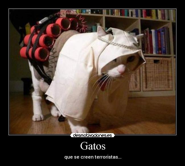 Gatos - que se creen terroristas...