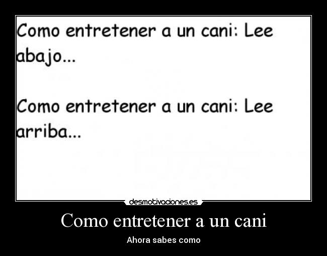 Como entretener a un cani - 