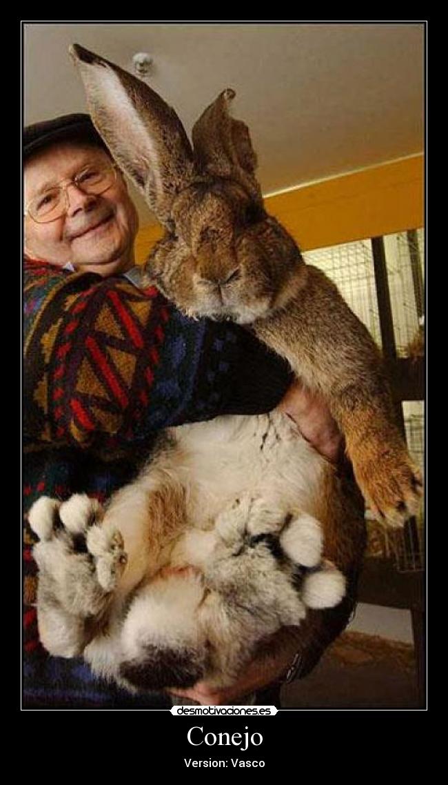 Conejo -