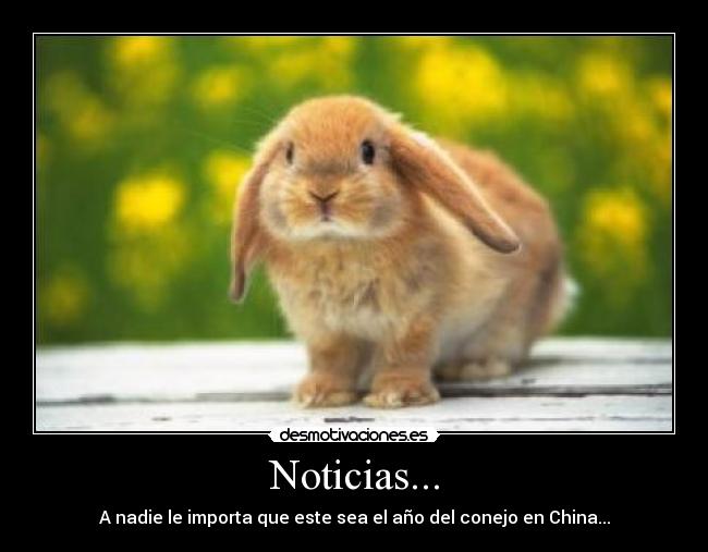 Noticias... - A nadie le importa que este sea el año del conejo en China...