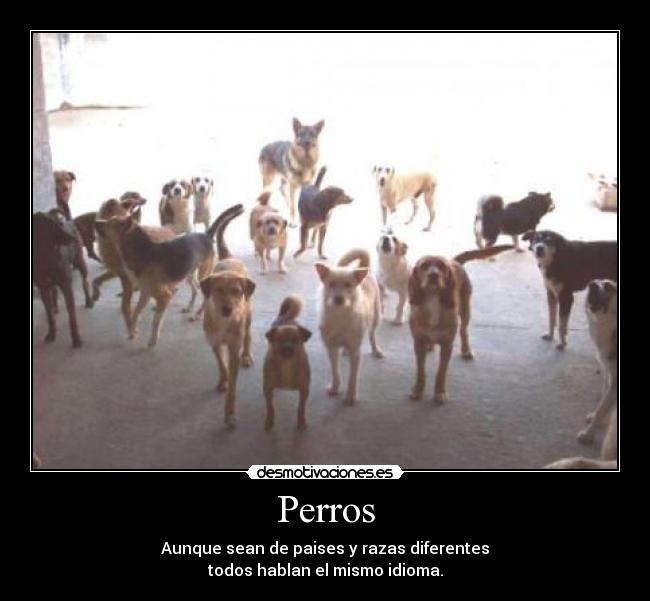 Perros -