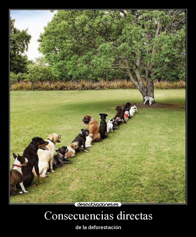 carteles perros arbol desmotivaciones