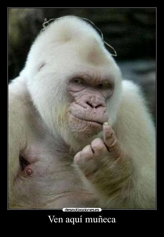 Ven aquí muñeca -