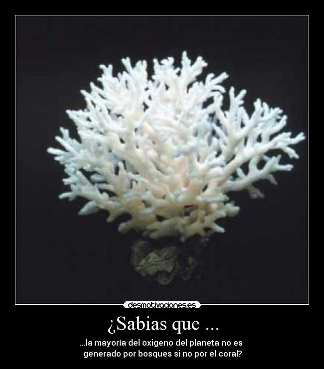 Как выглядит белый коралл Sabias que ... Desmotivaciones