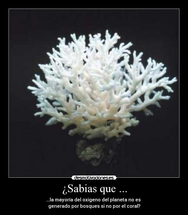 ¿Sabias que ... - ...la mayoría del oxigeno del planeta no es 
generado por bosques si no por el coral?