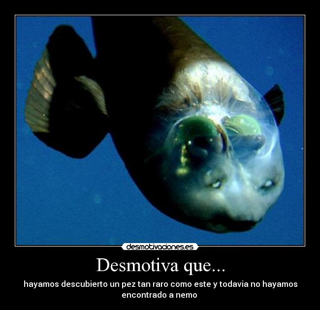 Desmotiva que... -