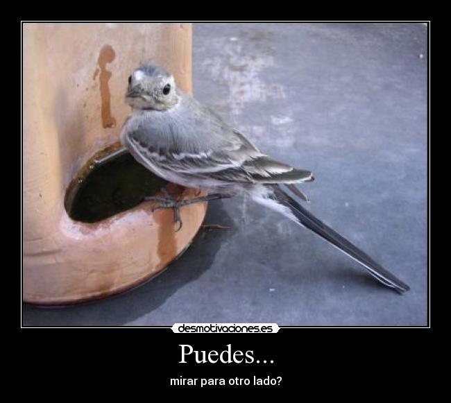 Puedes... - mirar para otro lado?