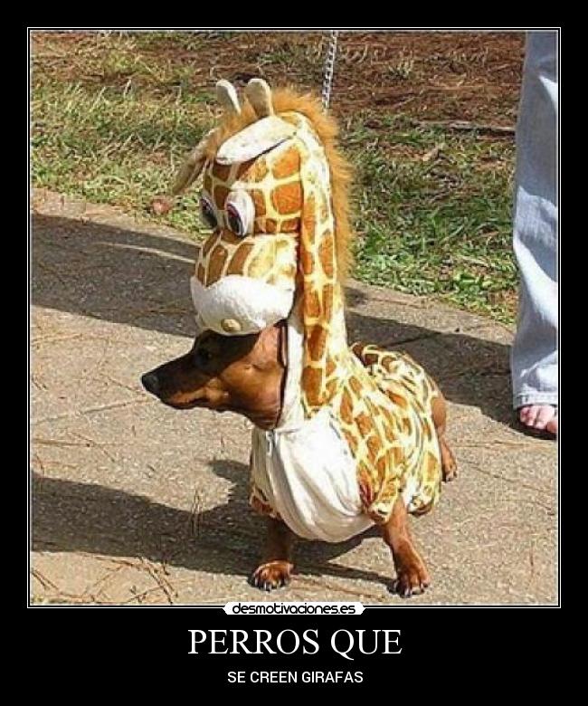 PERROS QUE - SE CREEN GIRAFAS