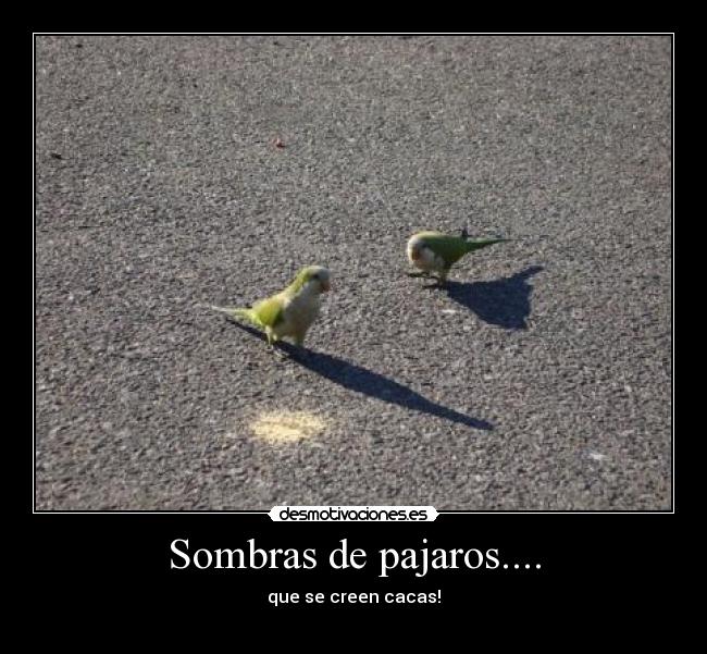 Sombras de pajaros.... - que se creen cacas!