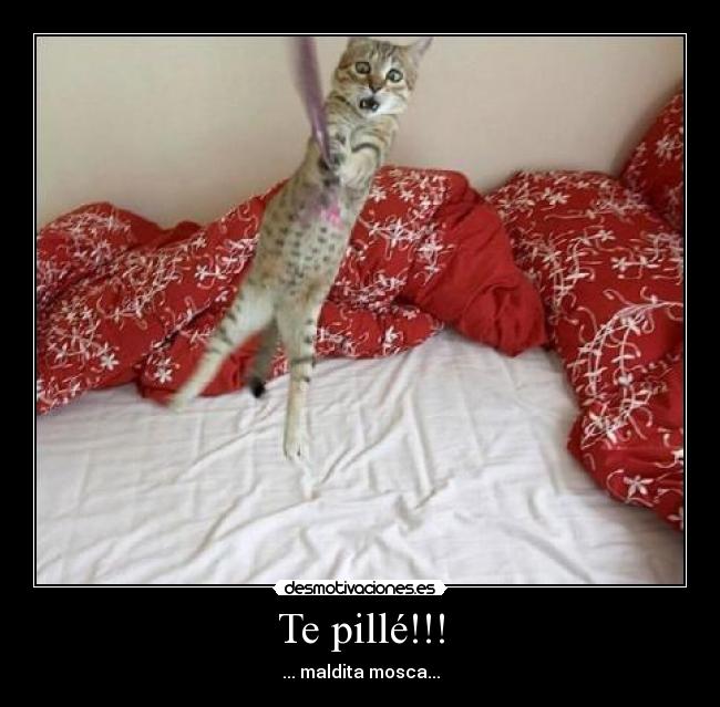 Te pillé!!! - 