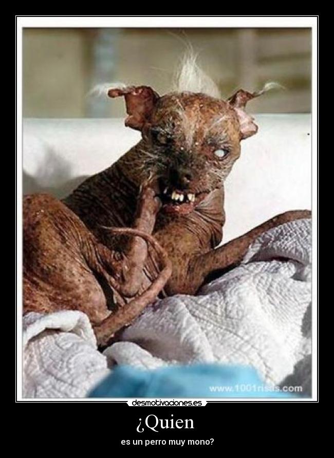 carteles perro desmotivaciones