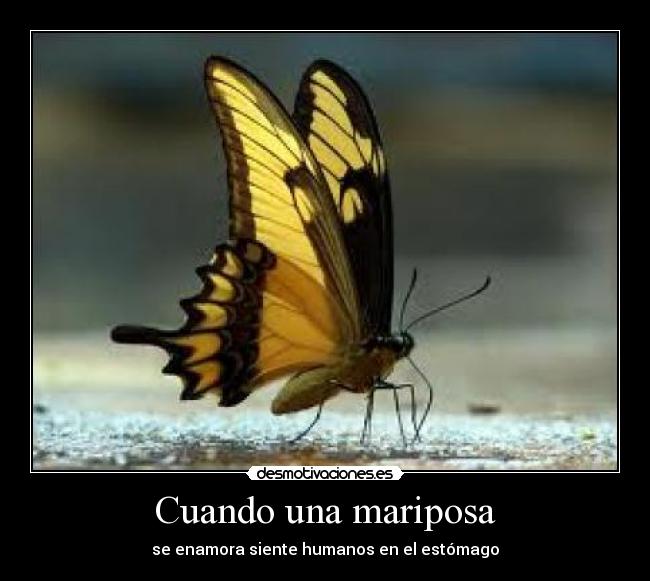 carteles cuando una mariposa enamora siente humanos estomago desmotivaciones