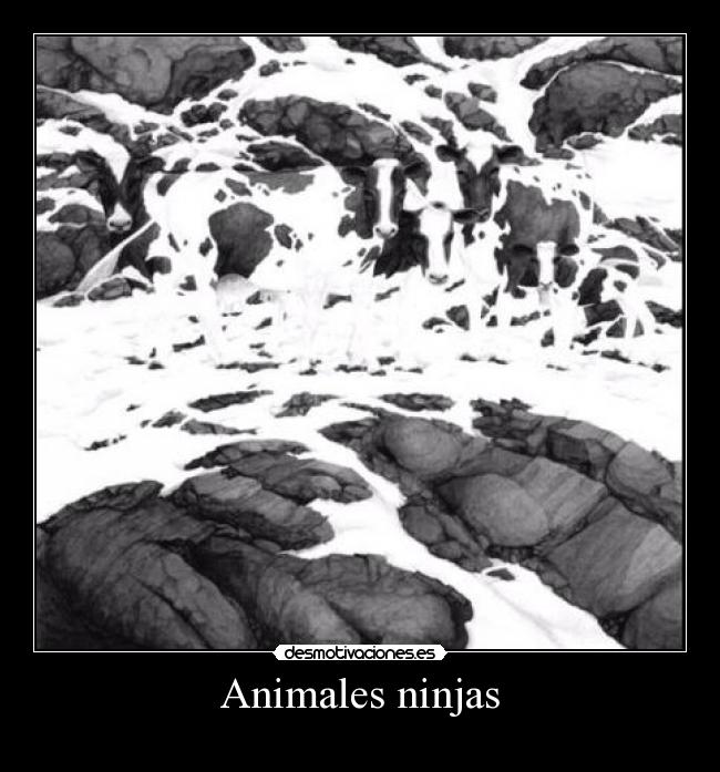 Animales ninjas -