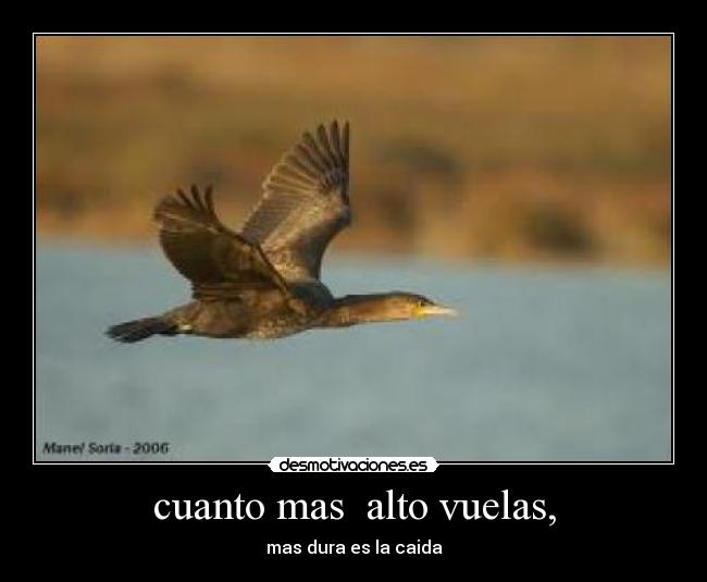 cuanto mas alto vuelas, - mas dura es la caida