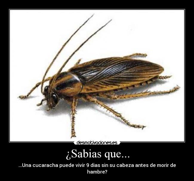 ¿Sabias que... - ...Una cucaracha puede vivir 9 dias sin su cabeza antes de morir de hambre?
