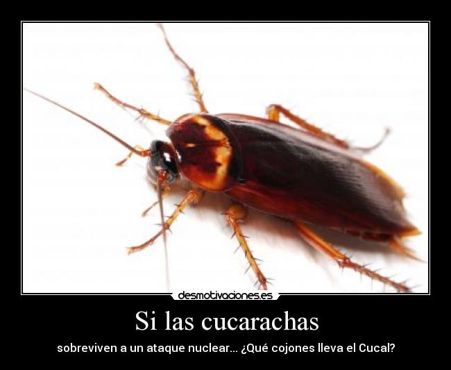 Si las cucarachas - sobreviven a un ataque nuclear... ¿Qué cojones lleva el Cucal?