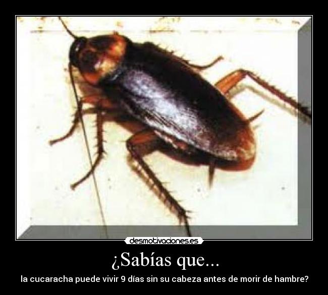 ¿Sabías que... - la cucaracha puede vivir 9 días sin su cabeza antes de morir de hambre?