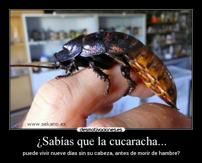 ¿Sabías que la cucaracha... -
