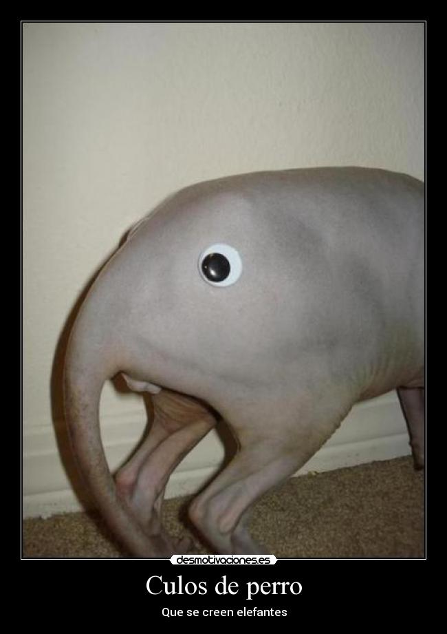 Culos de perro - 