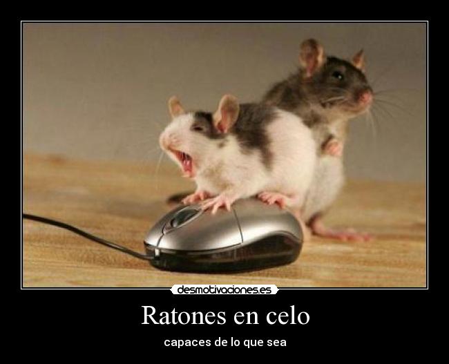 Ratones en celo - capaces de lo que sea