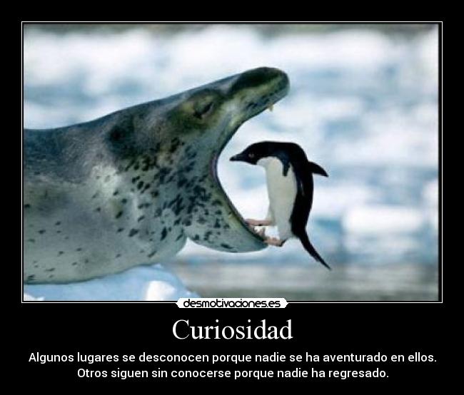 Curiosidad -