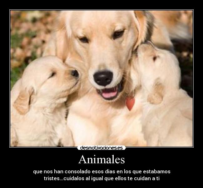 Animales -