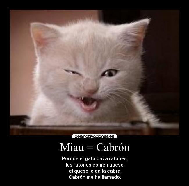 Miau = Cabrón - 