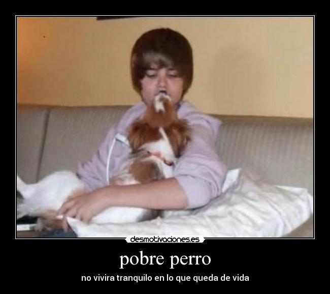 pobre perro - no vivira tranquilo en lo que queda de vida