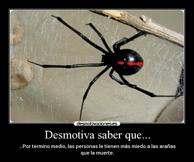 Desmotiva saber que... - ...Por termino medio, las personas le tienen más miedo a las arañas que la muerte.