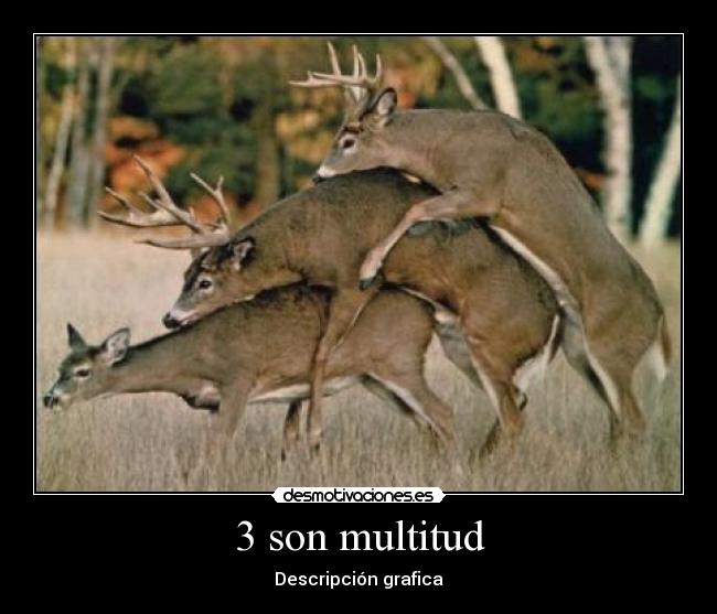 3 son multitud - Descripción grafica