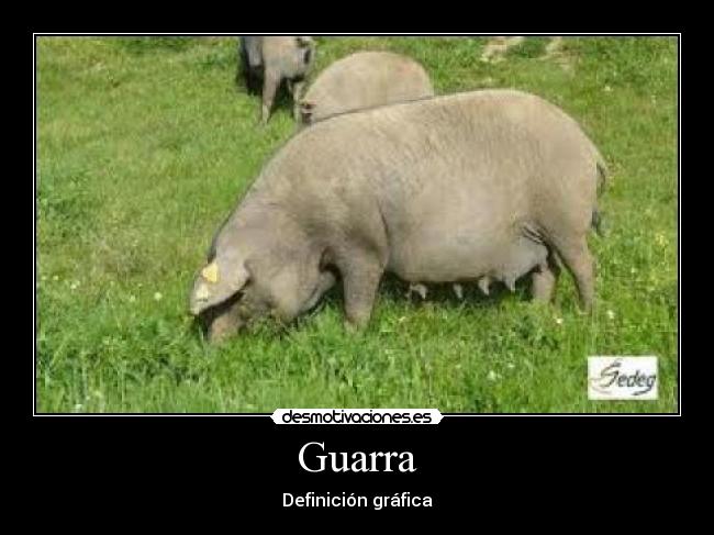 Guarra - 