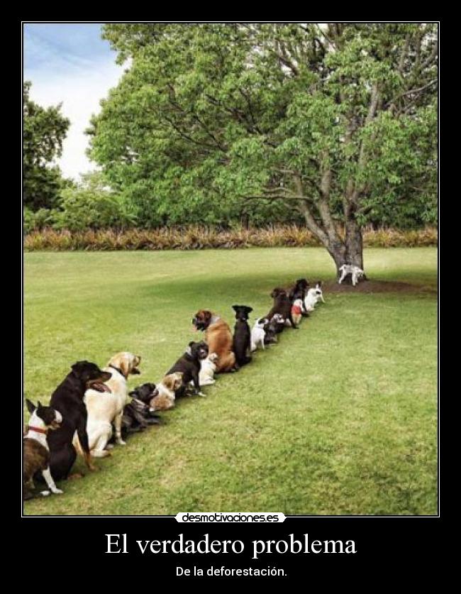 El verdadero problema - De la deforestación.