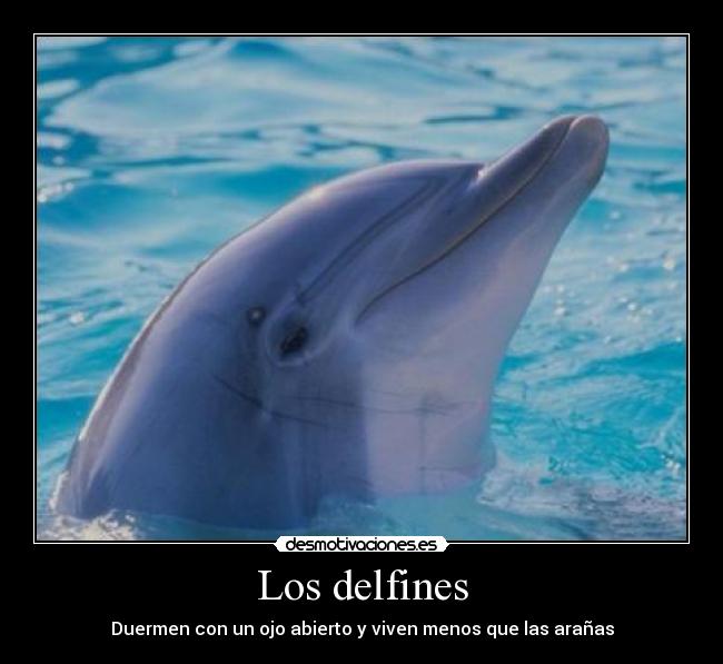 Los delfines -